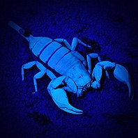 skorpion_198x198